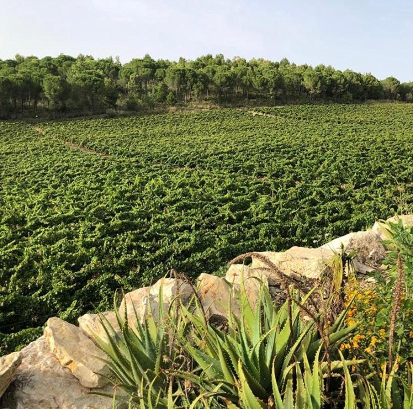 קלטפימי Agriturismo Tenute Pispisa Segesta מראה חיצוני תמונה