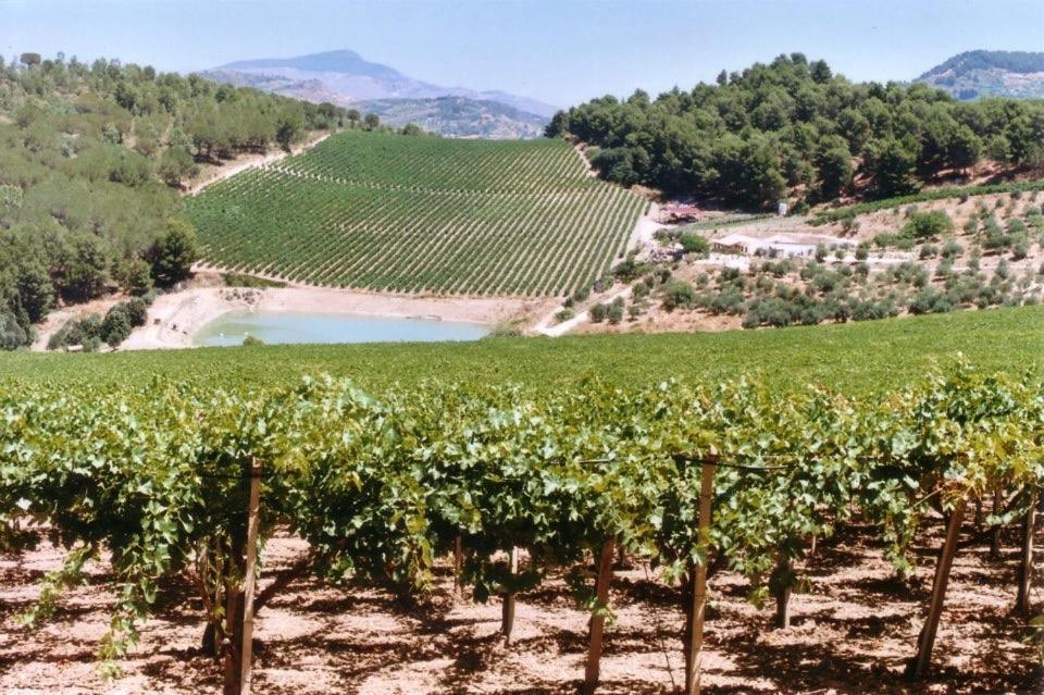 קלטפימי Agriturismo Tenute Pispisa Segesta מראה חיצוני תמונה