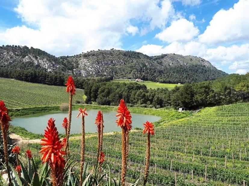 קלטפימי Agriturismo Tenute Pispisa Segesta מראה חיצוני תמונה