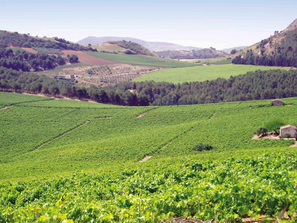 קלטפימי Agriturismo Tenute Pispisa Segesta מראה חיצוני תמונה