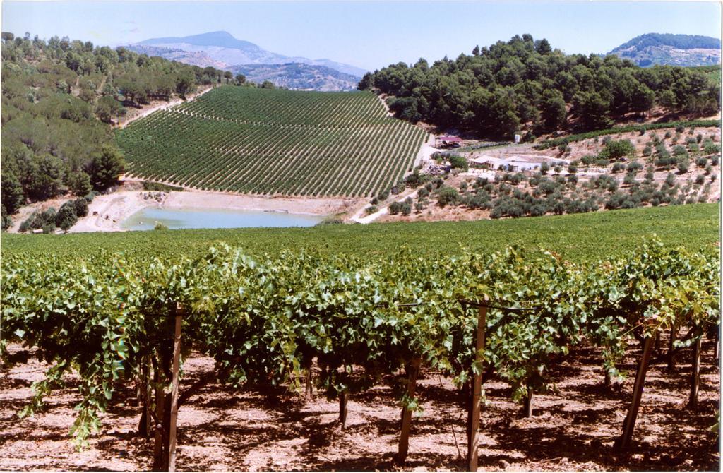 קלטפימי Agriturismo Tenute Pispisa Segesta מראה חיצוני תמונה