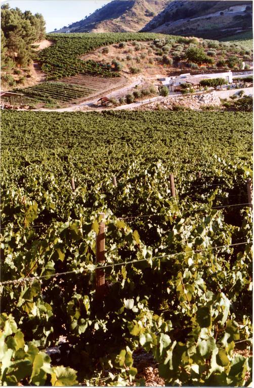 קלטפימי Agriturismo Tenute Pispisa Segesta מראה חיצוני תמונה